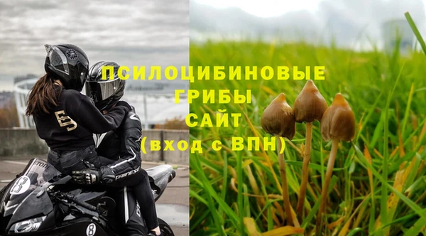 хмурый Аркадак